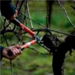 Wein-, Obst-, Garten- und Landschaftsbau